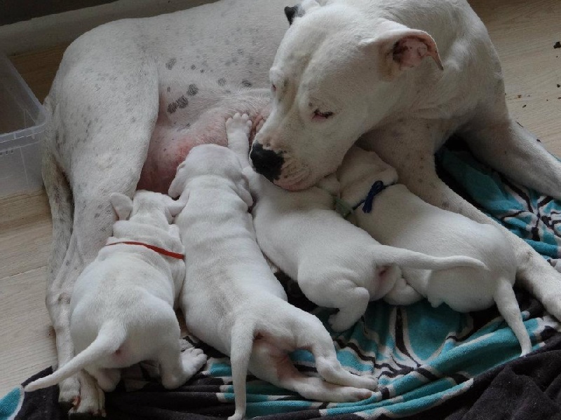 chiots a la maison