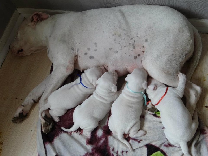 Of The White Sheepfold - Dogo Argentino - Portée née le 23/03/2012